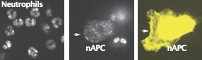 Neutrophil conversion to nAPCs